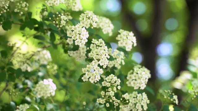 spring white flowers on the bush