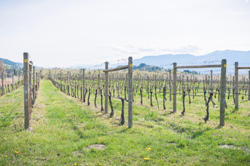 Springtime close-up view of rows of grapevines and green grass at a vineyard in the Okanagan Valley