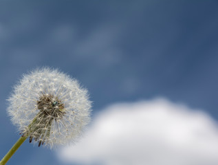 dandelion flowers against the blue sky, close-up
