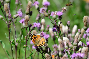 Distelfalter auf Distel	