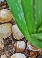 snail shell on green leaf