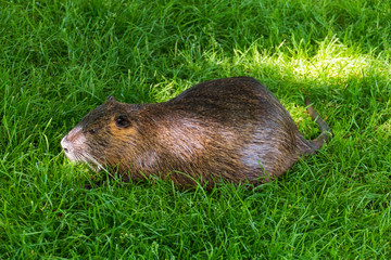 Nutria, Coypu auf einer Wiese