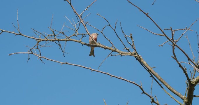 A small common linnet bird - Linaria cannabina sits on a tree branch in a garden in spring