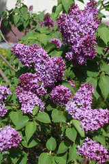 a thickly blooming lilac Bush in the garden