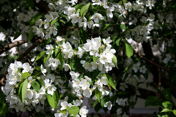 the Apple tree blooms with white flowers