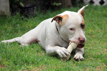 Perro pit bull blanco de manchas café feliz con su hueso 
