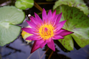 purple water lily
