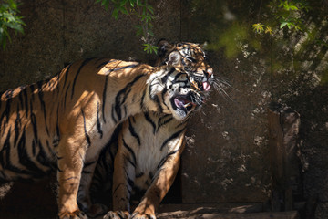 Fototapeta na wymiar Panthera tigris sumatrae - Sumatran Tiger - two tigers sitting next to each other and one licking the face of the other.