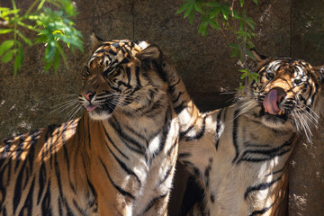 Panthera tigris sumatrae - Sumatran Tiger - two tigers playing with one paw teasing the other.