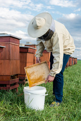 Beekeeper or Apiarist Collecting Pollen from Beehive. Healthy Bio Food and Beekeeping.