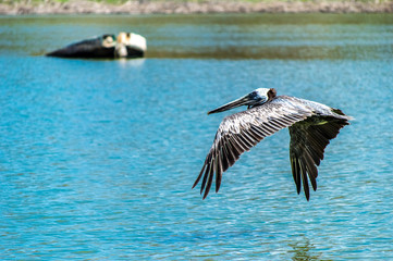 Pelicano con lancha hundida