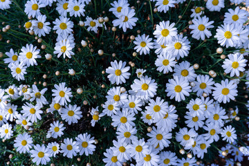 white daisy flowers on a sunny day