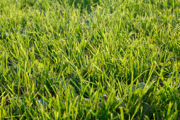 Green grass on earth sunny day outdoors