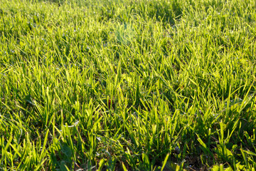 Green grass on earth sunny day outdoors