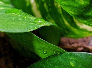 green leaf with water drops