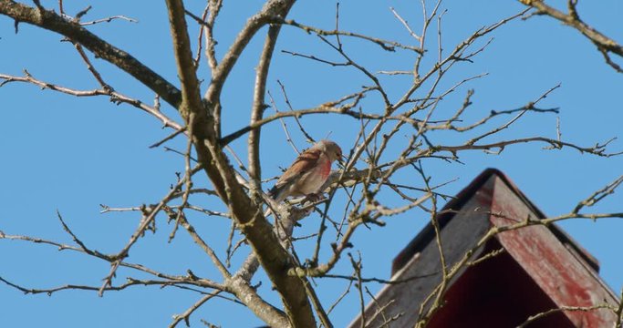 A small common linnet bird - Linaria cannabina sits on a tree branch in a garden in spring and sings on a sunny day