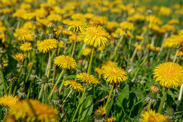 мать и мачеха,mother and stepmother,