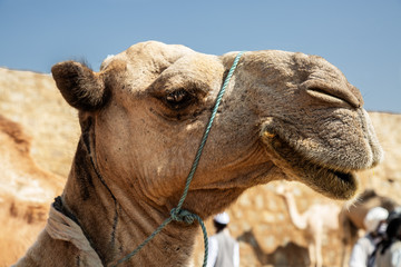 Camel Head