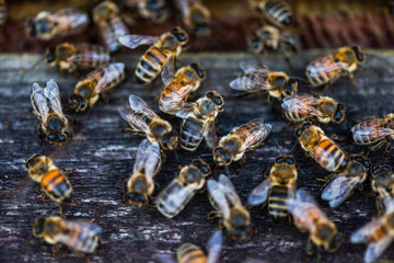 Heneybee or Honey Bee at Entrance to Beehive. Ecological Honey Production in Countryside. Close Up View