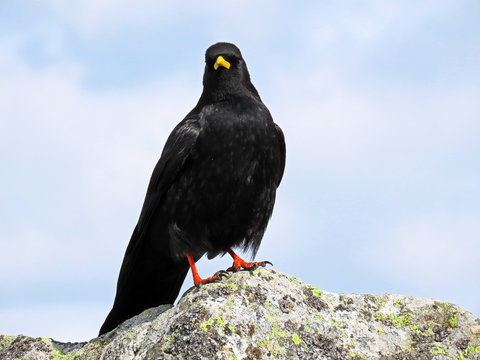 The Alpine chough (Pyrrhocorax graculus), Yellow-billed chough, Die Alpendohle or Zutokljuna galica