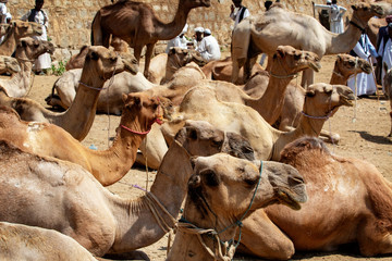 Camel Market