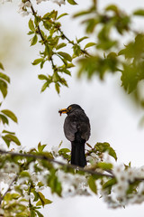 Amsel im Kirschbaum