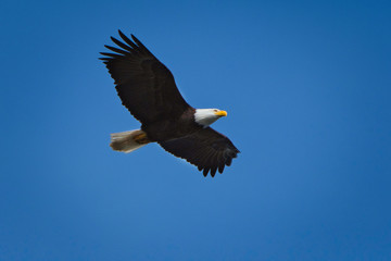 2020-05-13 A BALD EAGLE IN FLIGHT WITH ITS WINGS FULLY EXTENDED AGAINST A BRIGHT BLUE SKY