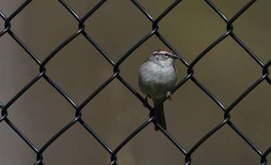 bird on a fence
