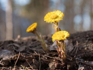 Coltsfoot flowers growing on pile of soil in spring
