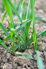 Autumn shoots of winter wheat