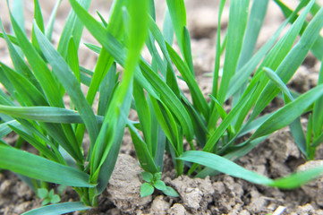 Obraz premium Autumn shoots of winter wheat