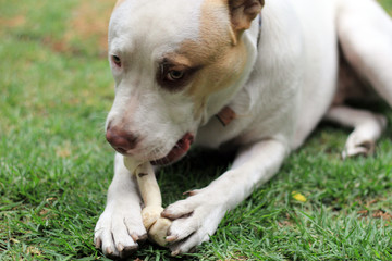 Perro pit bull blanco de manchas café feliz con su hueso 
