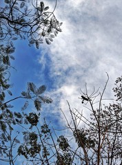 tree branches against blue sky