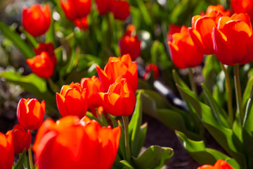 Naklejka premium Red tulips background. Beautiful tulip in the meadow. Flower bud in spring in the sunlight. Flowerbed with flowers. Tulip close-up. Red flower