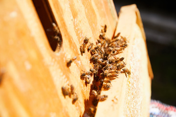 An urban beekeeper inspects his hive of bees to see if they are taking to the new queen bee that was introduced 
