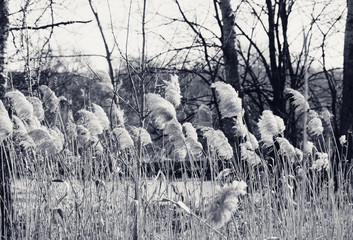 Dry canebrake with seed head in forest near river © BSANI