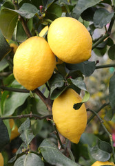 fruiting lemon tree