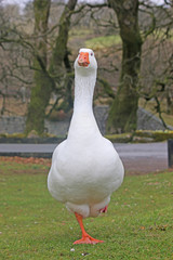 white goose standing on one leg