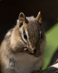 Chipmunk