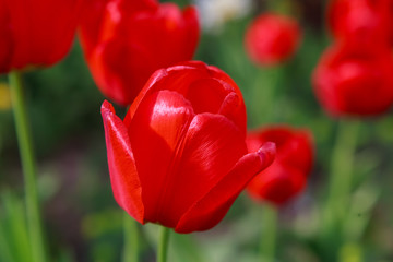 Obraz premium тюльпаны за оградой,tulips outside the fence,