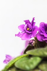Gorgeous violets on a blurry white background close-up.