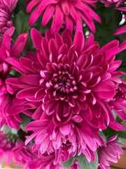 Obraz premium spring and flower colors,child's hand on the flower,many colors of flowers.