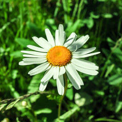 Fototapeta premium white daisy flower