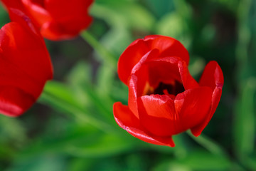 тюльпаны за оградой,tulips outside the fence,