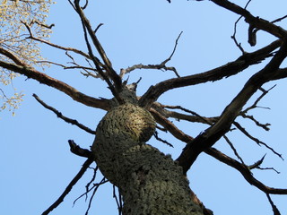 Fototapeta na wymiar Withered old oak against the blue sky.
