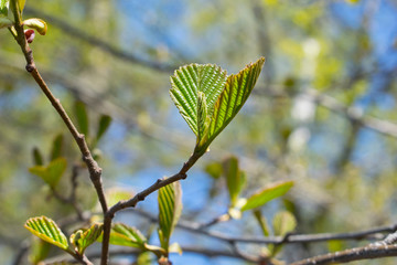 Green leaves background. Young leaves at springtime.