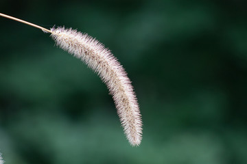 close up of a flower
