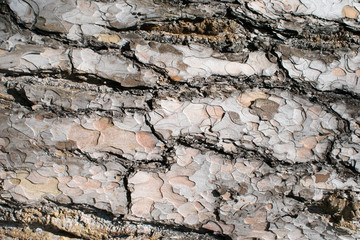 Wood bark texture close up photo. Dark tree natural background.