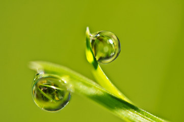 Beautiful dew drops on blade of grass. Soft light green background. Macro