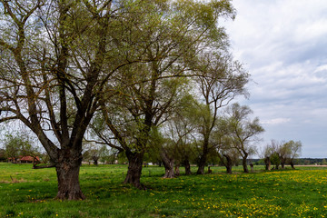Dolina Narwi. Podlaskie kapliczki i krzyże przydrożne. Narwiański Park Narodowy. Podlasie. Polska